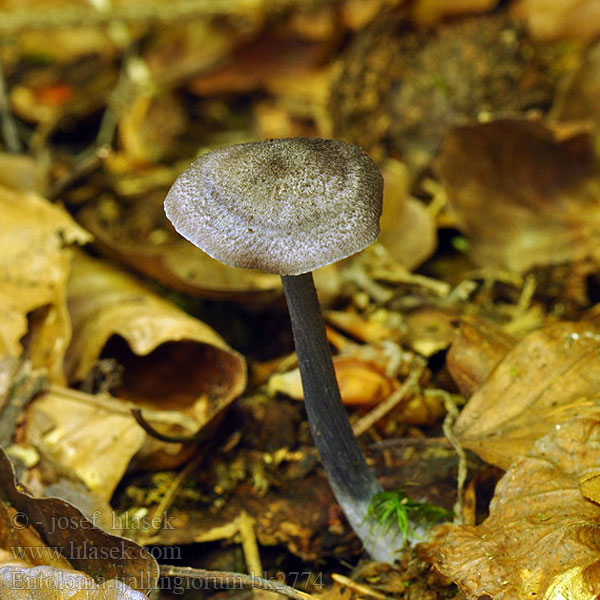 Entolome pied squamuleux Sinijalkarusokas Hairy Pinkgill Violettstieliger Rötling Roetling Stippelsteelsatijnzwam Prægtig rødblad Entoloma tjallingiorum Tvåfärgsnopping Skjellet rødskivesopp Závojenka hnědofialová