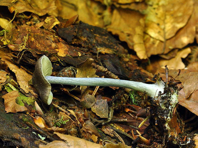 Entoloma tjallingiorum bk2780