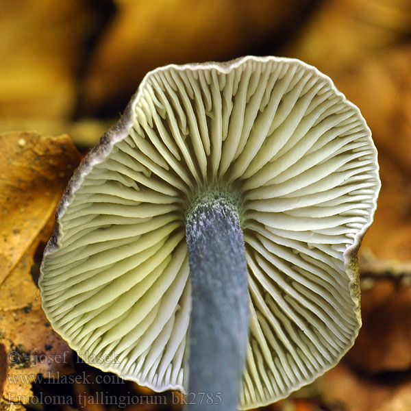 Hairy Pinkgill Violettstieliger Rötling Roetling Stippelsteelsatijnzwam Prægtig rødblad Entoloma tjallingiorum Tvåfärgsnopping Skjellet rødskivesopp Závojenka hnědofialová Entolome pied squamuleux Sinijalkarusokas