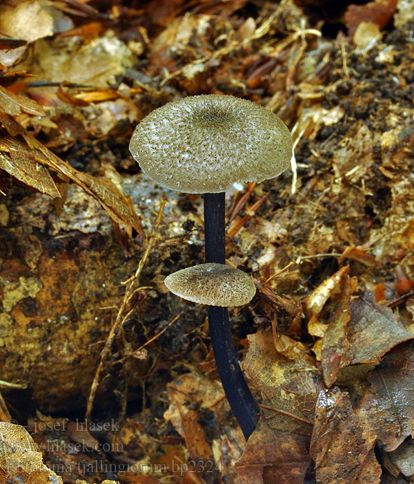 Entoloma tjallingiorum bp2324