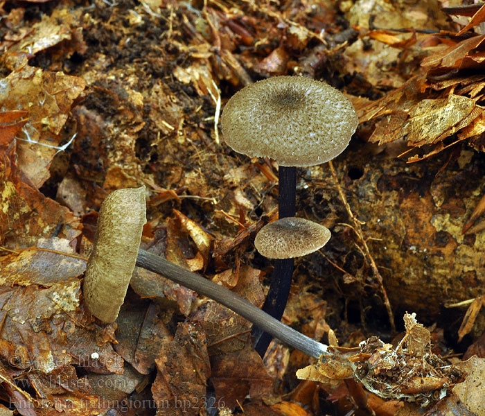 Entoloma tjallingiorum bp2326