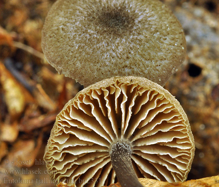 Entoloma tjallingiorum bp2331