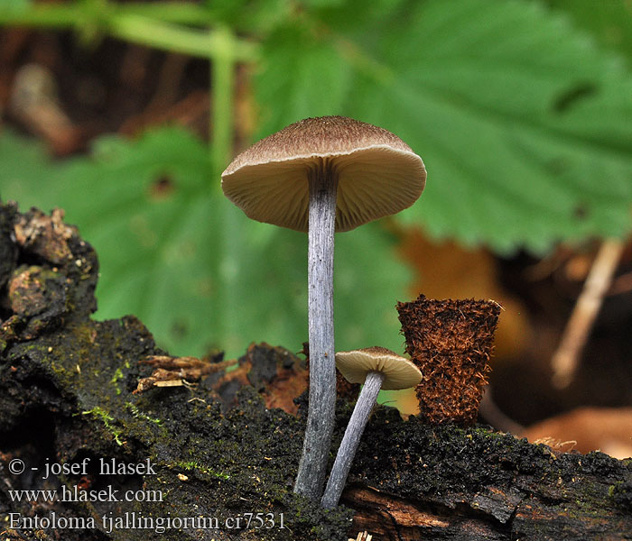 Tvåfärgsnopping Entoloma tjallingiorum