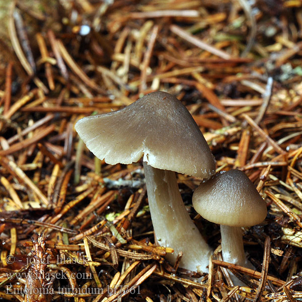 Entoloma turbidum Závojenka buřičská Geradrandiger Rötling Ganzrandiger Sumprødskivesopp Korpirusokas Zilversteelsatijnzwam Sumpraudskivesopp Dzwonkówka srebrzystotrzonowa Granrödling