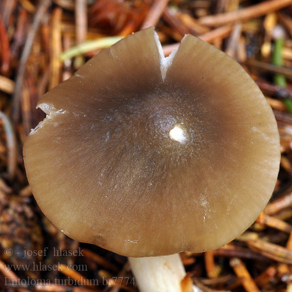 Entoloma turbidum bi7774