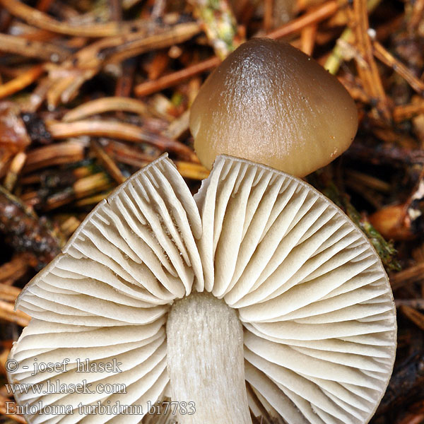 Dzwonkówka srebrzystotrzonowa Granrödling Entoloma turbidum Závojenka buřičská Geradrandiger Rötling Ganzrandiger Sumprødskivesopp Korpirusokas Zilversteelsatijnzwam Sumpraudskivesopp