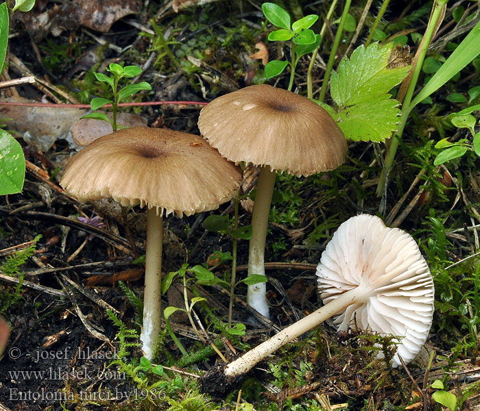 Entoloma turci Rozevoetsatijnzwam Dzwonkówka ciemniejąca