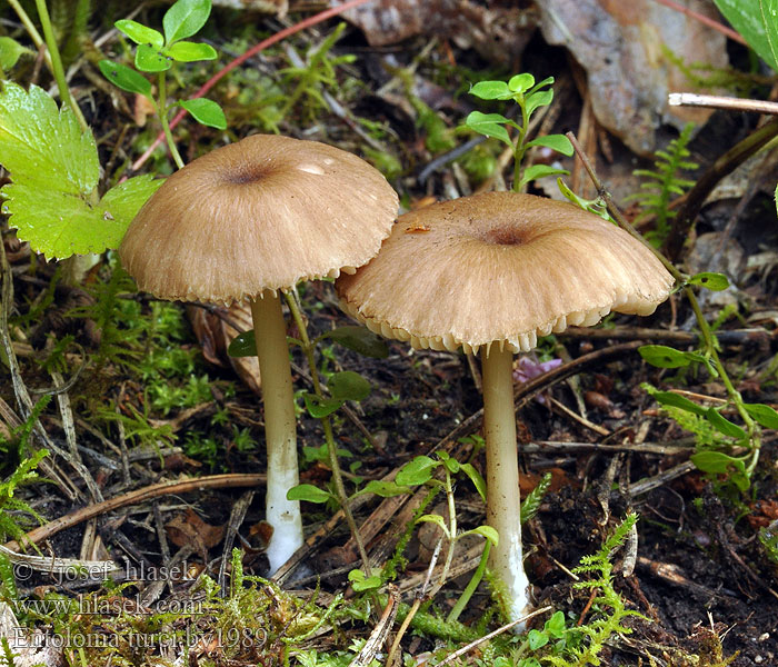 Entoloma turci Hagnopping Entolome Turco Энтолома Турко ложная