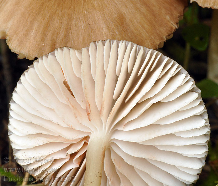 Entoloma turci Závojenka Turkové