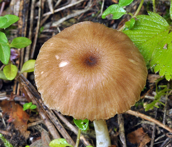 Entoloma turci Závojenka Turkové Rötender Zärtling