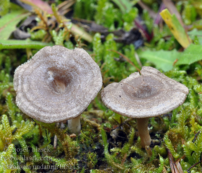 Entoloma undatum sericeonitidum Závojenka zvlněná Bæltet Rødblad Naparusokas Entolome ondoyeux Geribbelde satijnzwam Dunkelblätrriger Nabelrötling Belterødskivesopp Dzwonkówka strefowana Энтолома волнистая Hodvábnica zúbkatá Zvegana rdečelistka Bandad navelrödskivling rödskivling