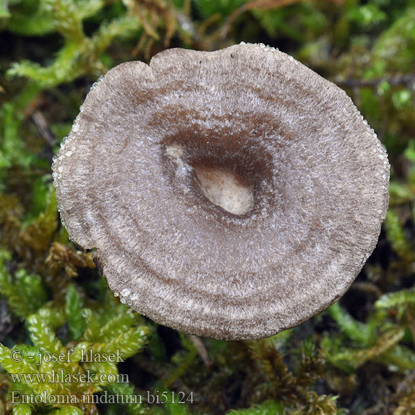 Entoloma undatum bi5124