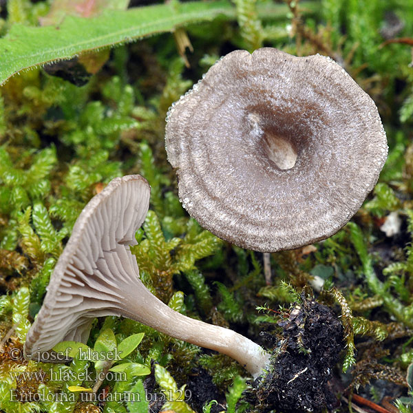 Entoloma undatum bi5129