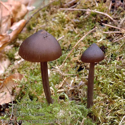 Entoloma vernum Early Spring Vår-Rødblad Kevätrusokas Vroege dennensatijnzwam velenoso Frühlingsrötling Fruehlingsroetling Frühlings-Rötling dzwonkówka wiosenna Wieruszka Hodvábnica včasná Závojenka jarní zvonovka červenolupe Vårrödskivling Энтолома весенняя Nolanea verna Alpska rdečelistka