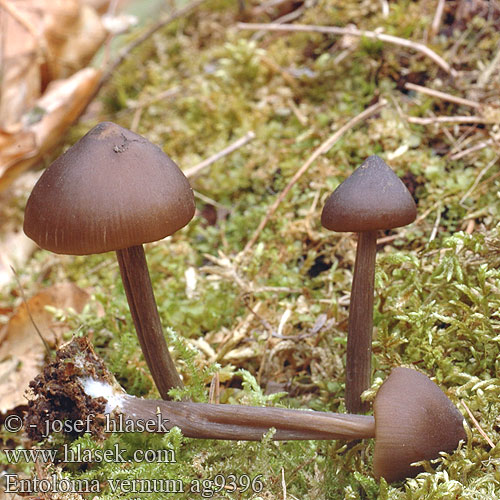 Entoloma vernum Frühlingsrötling Fruehlingsroetling Frühlings-Rötling dzwonkówka wiosenna Wieruszka Hodvábnica včasná Závojenka jarní zvonovka červenolupe Vårrödskivling Энтолома весенняя Nolanea verna Alpska rdečelistka Early Spring Vår-Rødblad Kevätrusokas Vroege dennensatijnzwam velenoso