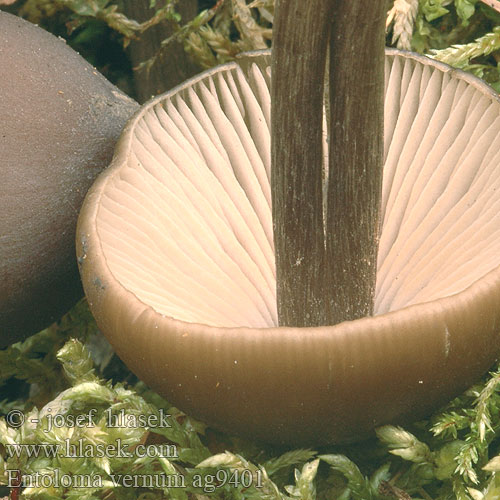 Entoloma vernum Závojenka jarní zvonovka červenolupe Vårrödskivling Энтолома весенняя Nolanea verna Alpska rdečelistka Early Spring Vår-Rødblad Kevätrusokas Vroege dennensatijnzwam velenoso Frühlingsrötling Fruehlingsroetling Frühlings-Rötling dzwonkówka wiosenna Wieruszka Hodvábnica včasná