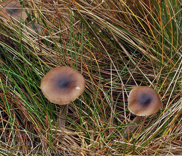 Entoloma vinaceum Weinroter Rötling Violetvoetsatijnzwam November-Rødblad Lyngrødskivesopp Энтолома винная