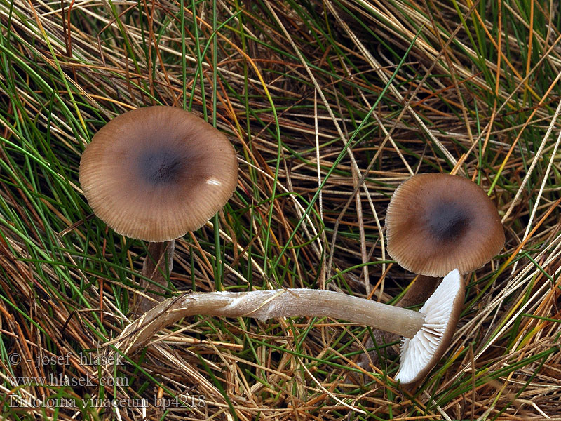 Entoloma vinaceum bp4218