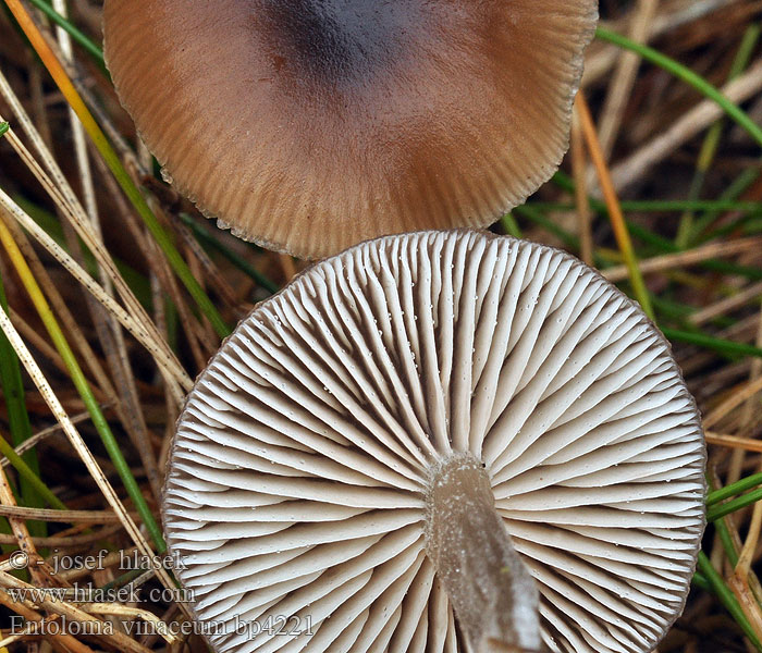 Entoloma vinaceum bp4221