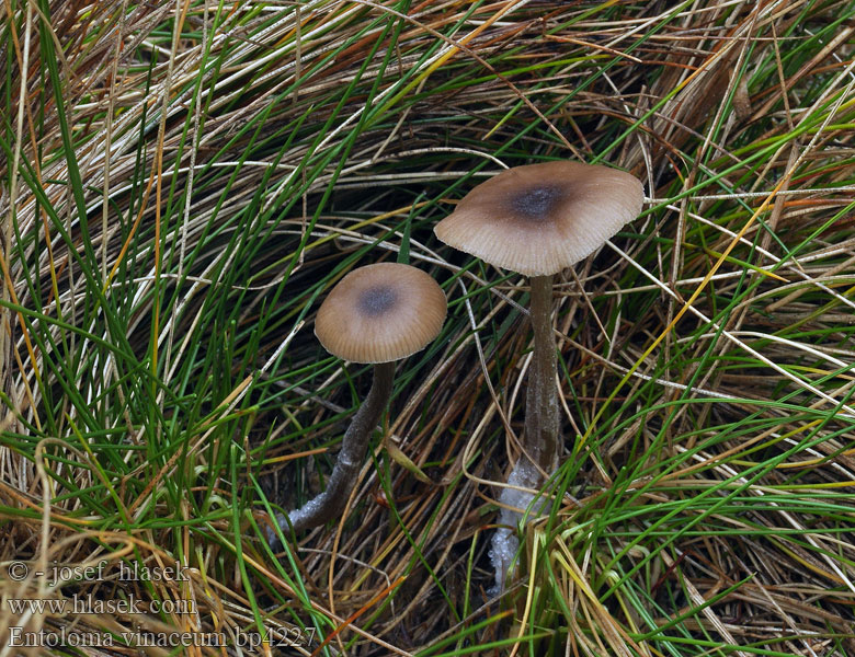 Энтолома винная Entoloma vinaceum Lyngrødskivesopp