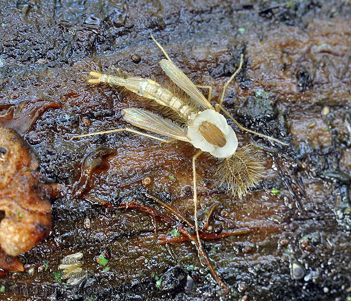 Entomophthora culicis