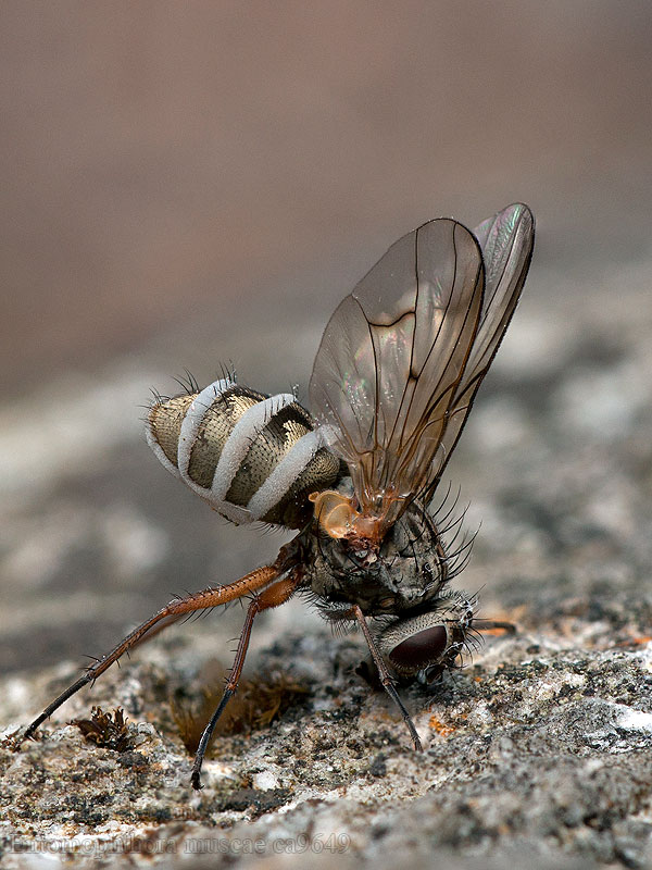 Entomophthora muscae Empusa Hmyzomorka muší