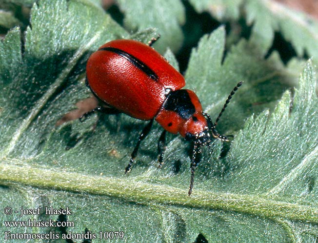 Entomoscelis adonidis 10079