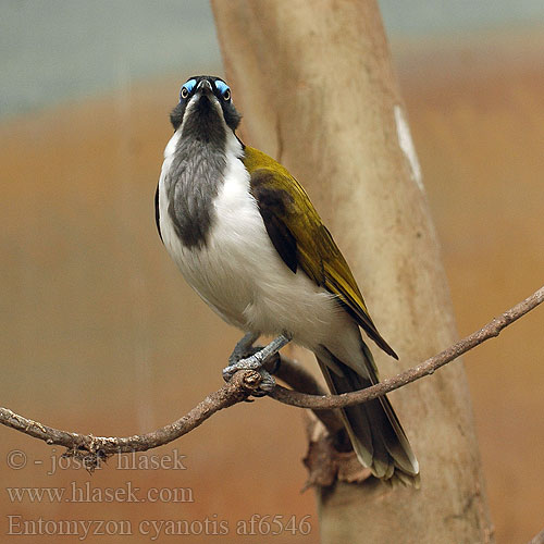 Entomyzon cyanotis Blue-faced Honeyeater Medosavka modrolící Medozobka Blauohr-Honigfresser Blåmasket Honningæder Mielero Cariazul Sininaamamesikko Méliphage oreillons bleus Mangiamiele faccia azzurra アオツラミツスイ Blauwwang-honingeter Голуболицый медосос 藍臉吸蜜鳥 Słodnik modrolicy