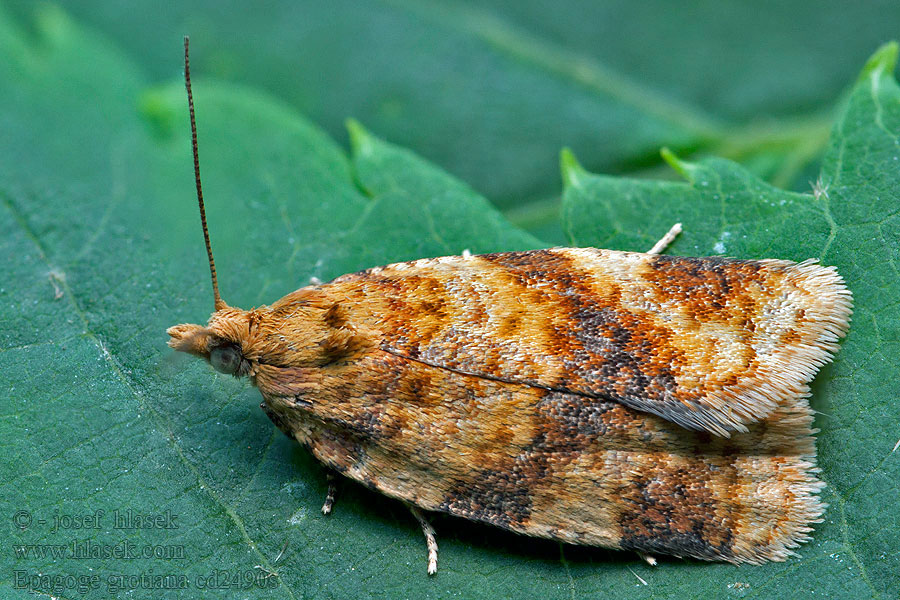 Epagoge grotiana Brown-barred Tortrix Obaľovač ostružinový