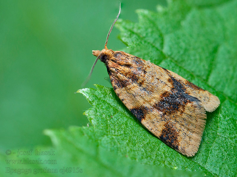 Brown-barred Tortrix Rustbåndvikler Epagoge grotiana