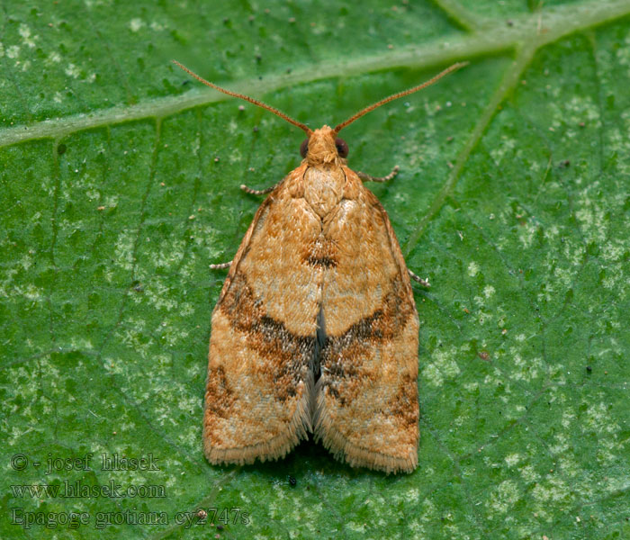 Epagoge grotiana