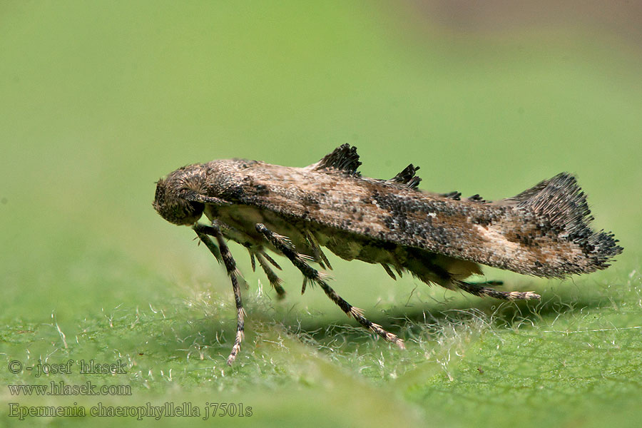 Epermenia chaerophyllella Calotripis Golden Lance-wing