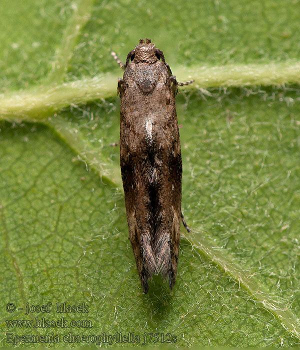 Epermenia chaerophyllella Šupinovka krkošková Mineerborstelmot