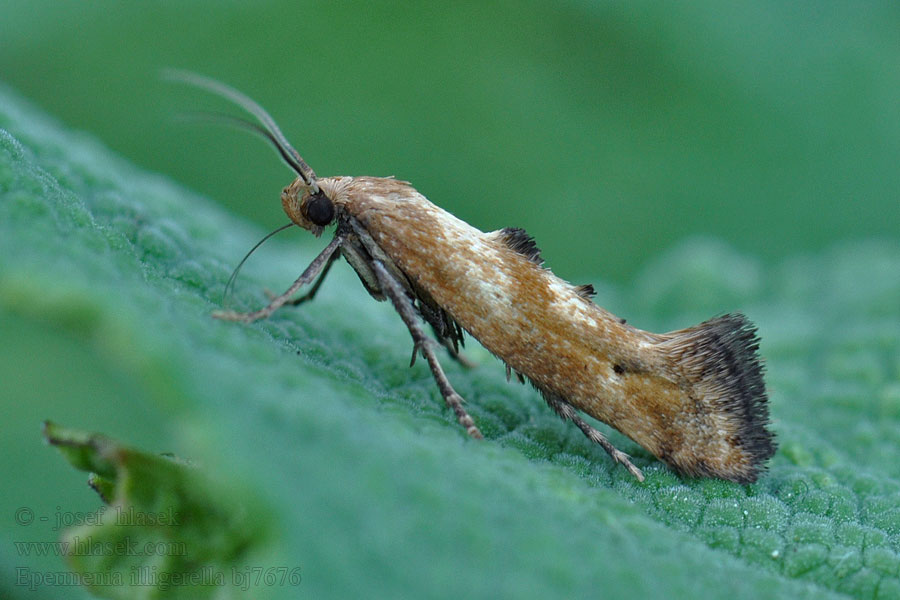 Epermenia illigerella Zandkleurige borstelmot Podagrafű-íveltmoly