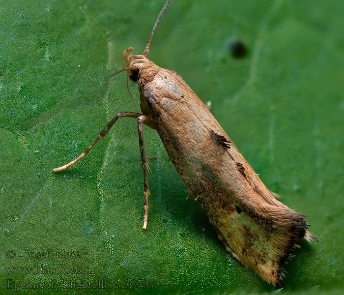 Epermenia illigerella Skvallerkåltannmøll Skvalderkålmøl