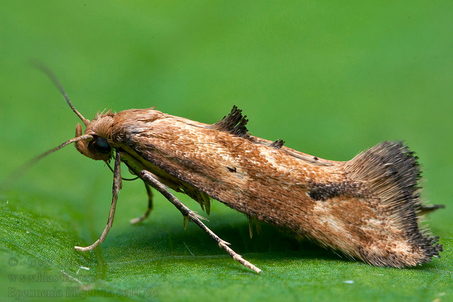 Zoubkovníček bršlicový Epermenia illigerella