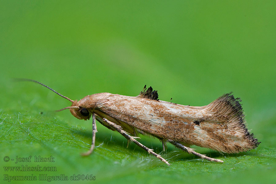 Epermenia illigerella