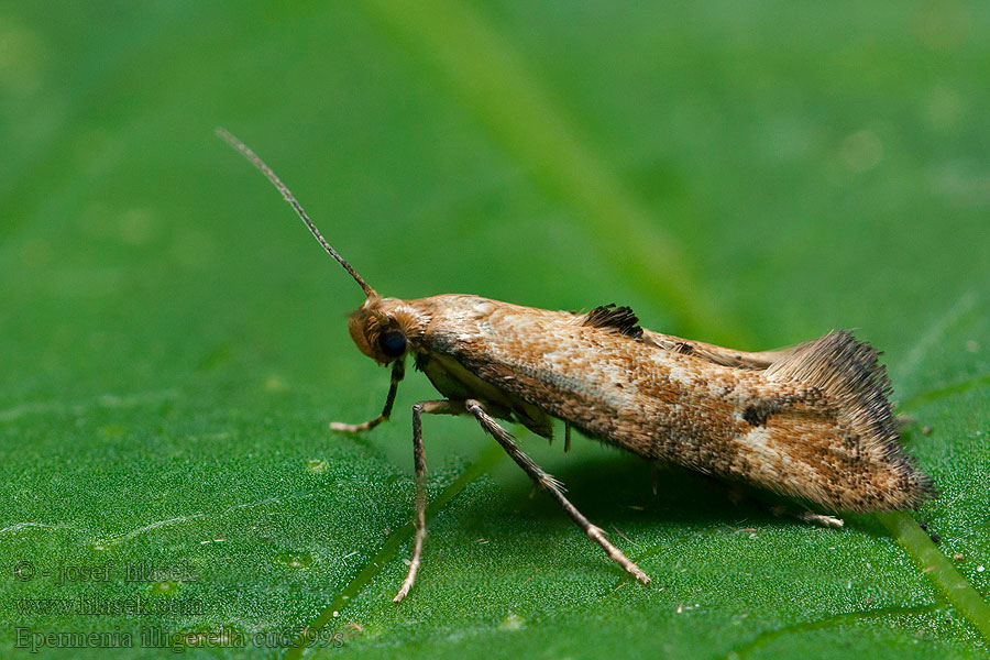 Epermenia illigerella