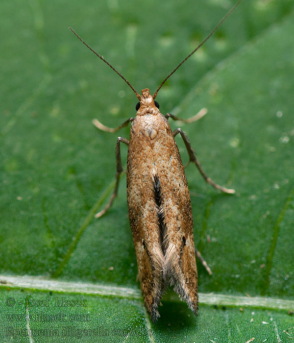 Epermenia illigerella