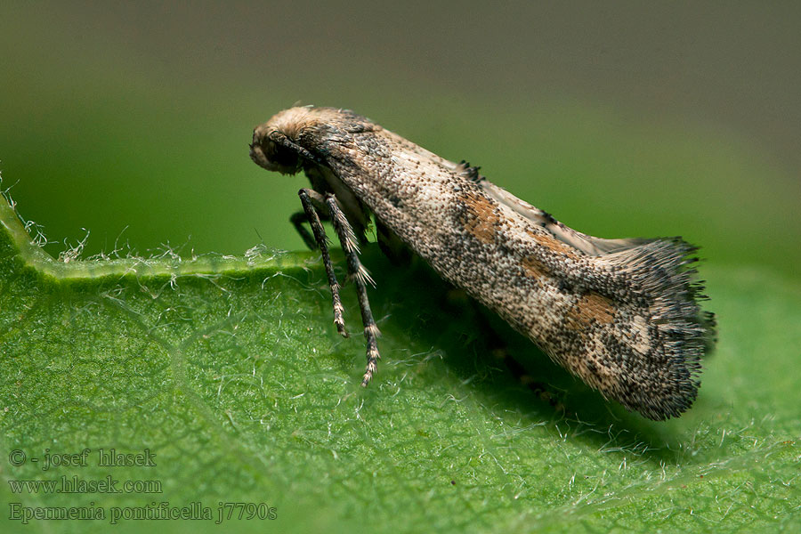 Epermenia pontificella Šupinovka strakatá Tarka íveltmoly