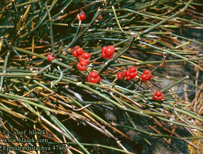 Ephedra distachya Sea Grape raisin de mer Zeedruif efedra Csikófark