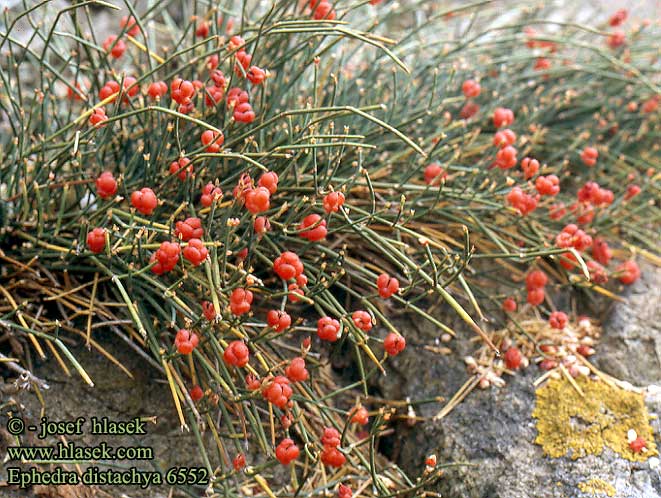 Ephedra distachya Meerträubel Przęśl dwukłoskowa Chvojník dvojklasý