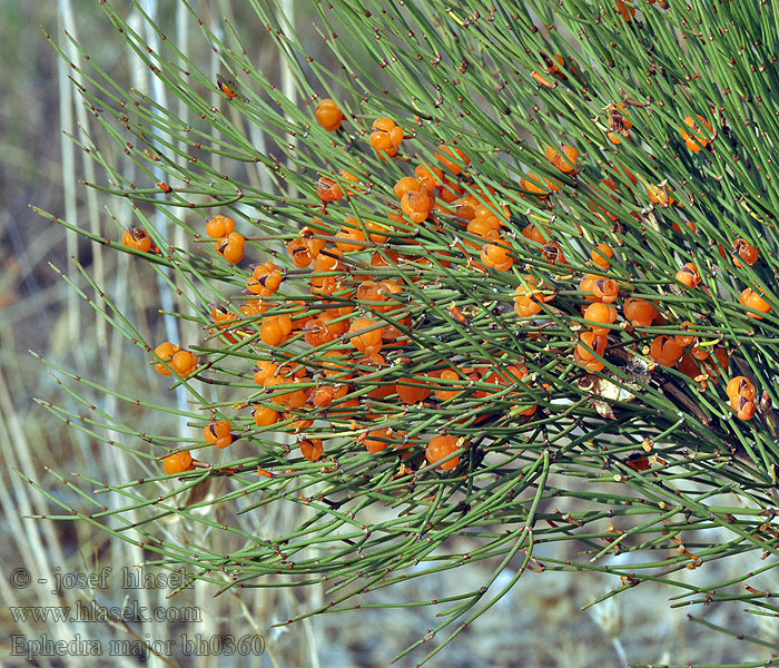 Ephedra major Chvojník větší Nebroden-Meerträubel