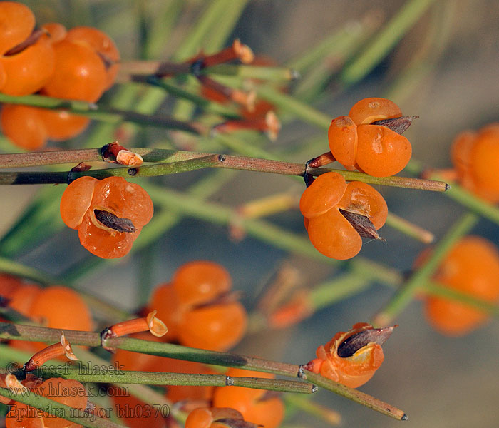 Ephedra major Grand Éphédra Grande Uvette