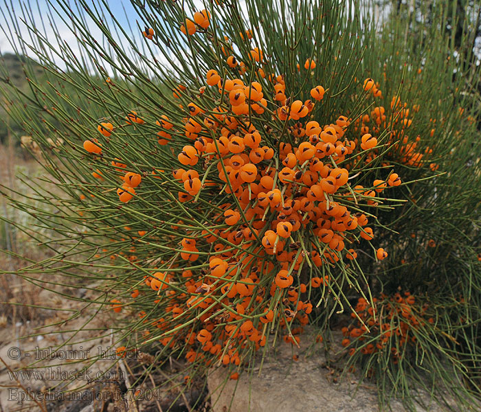 Grand Éphédra Grande Uvette Ephedra major