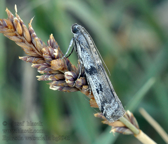 Ephestia welseriella