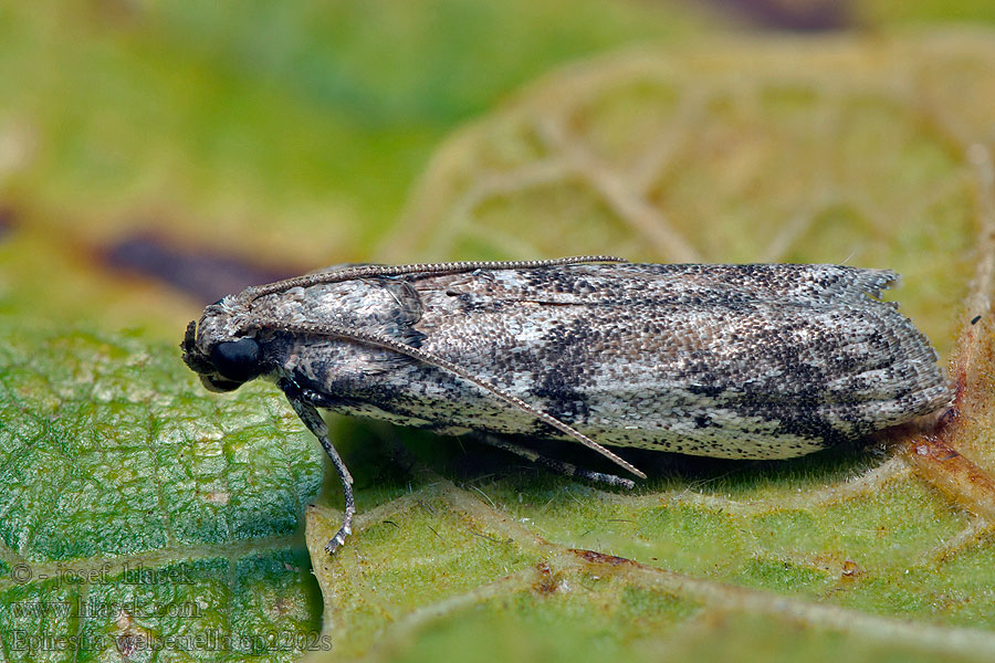 Ephestia welseriella