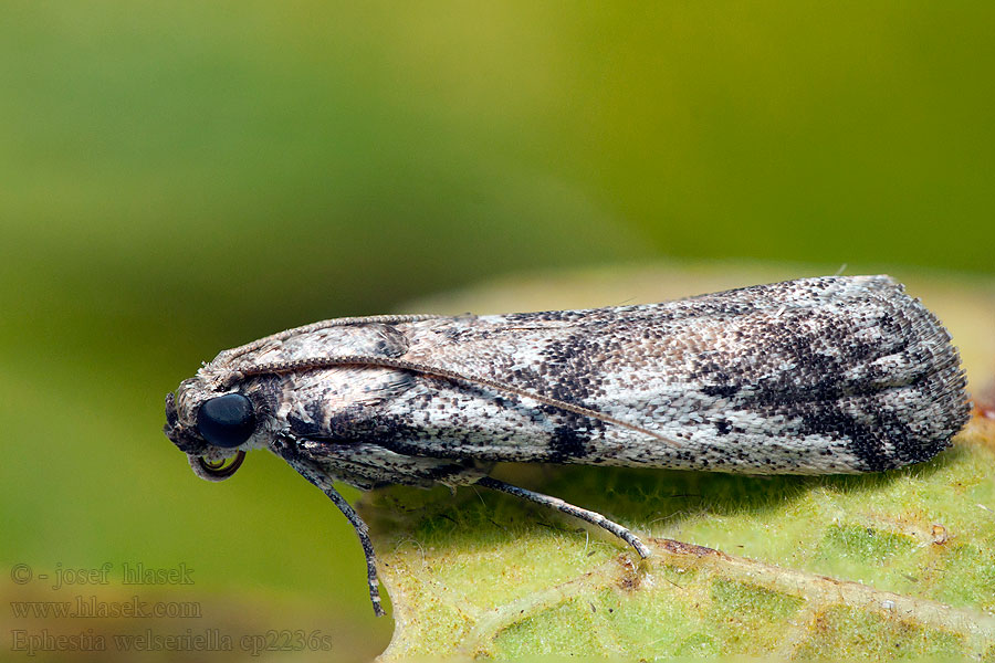 Ephestia welseriella