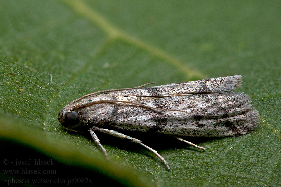 Ephestia welseriella