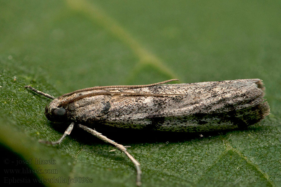 Ephestia welseriella